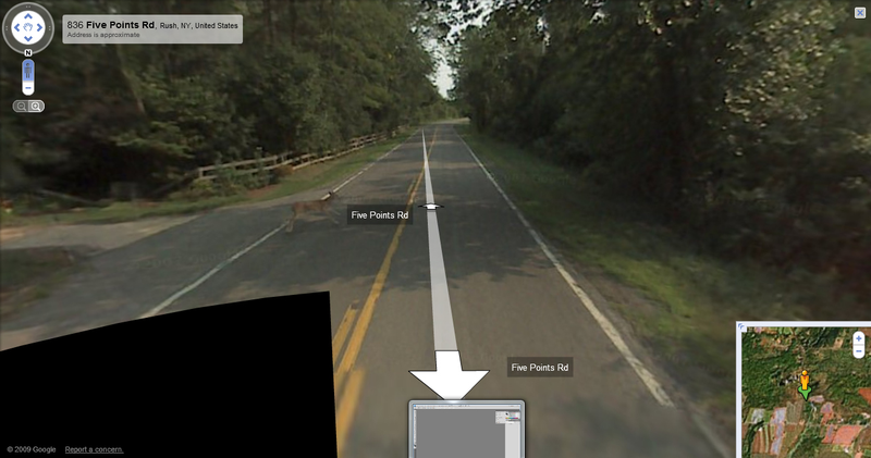 Illustration for article titled Google Deletes Photos Of Google Maps Car Hitting Non-Google Deer